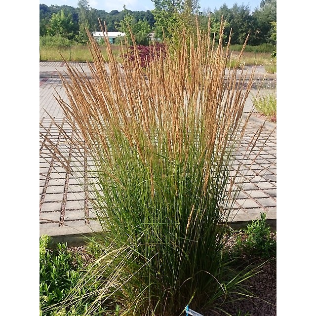 Feather reed grass
