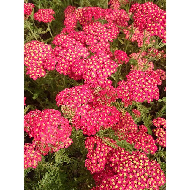 Yarrow