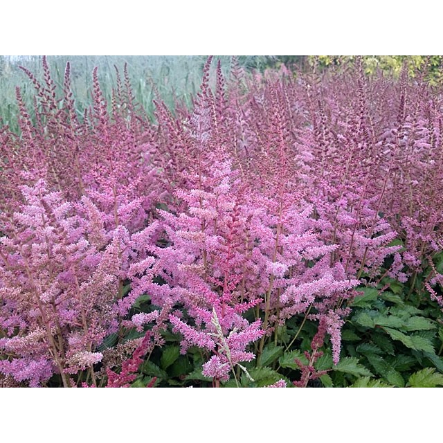 Chinese astilbe, False spirea