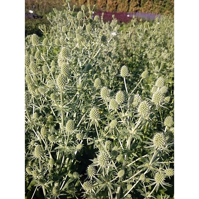 Sea holly