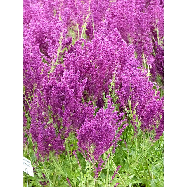 Meadow sage