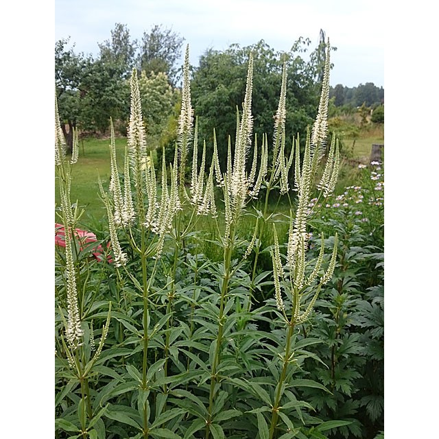 Culver's root