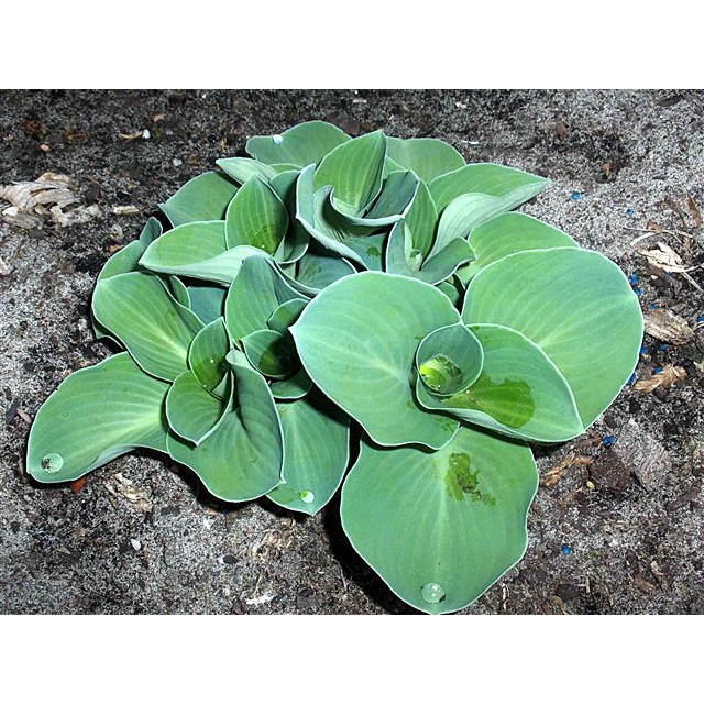 Hosta