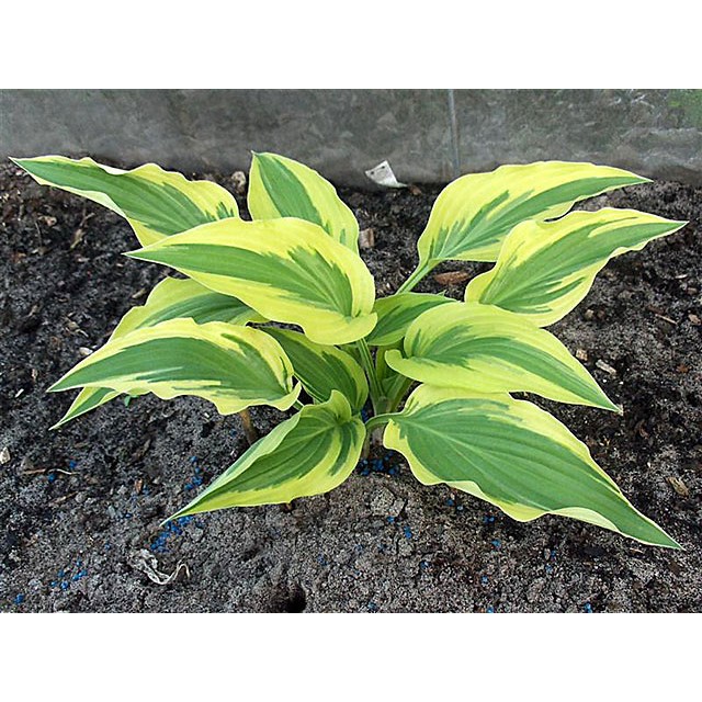 Hosta
