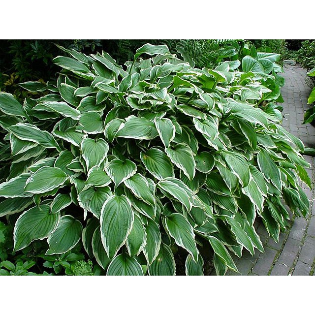 Hosta