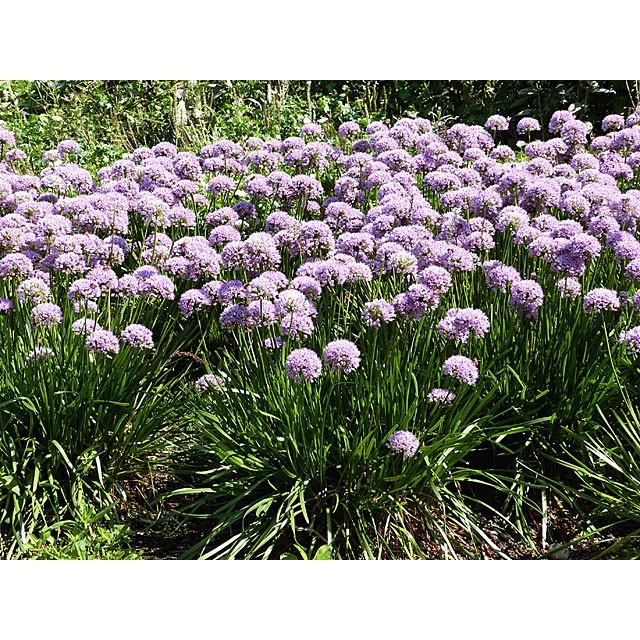 German garlic