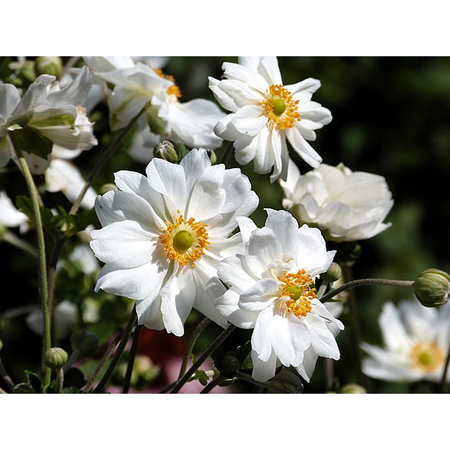 Japanese anemone