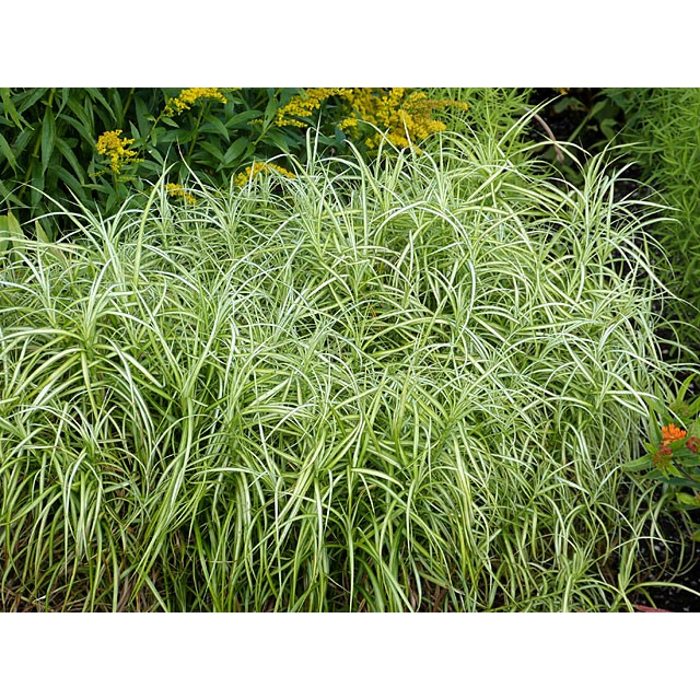 Palm sedge
