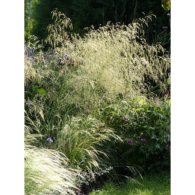 Tufted Hair Grass
