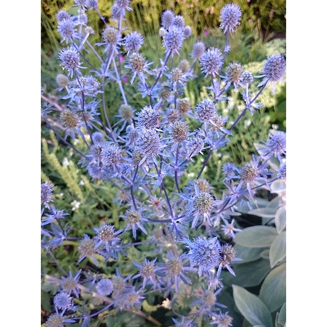 Sea holly