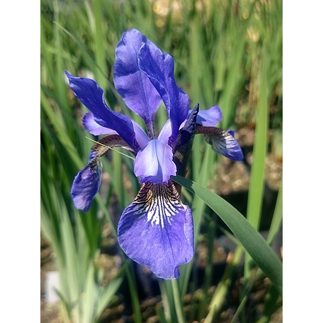 Siberian iris