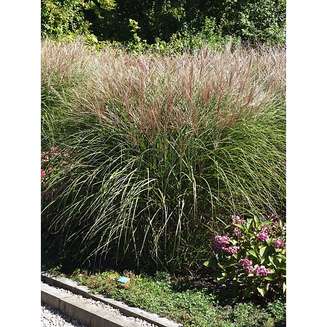 Maiden grass, Chinese silver grass