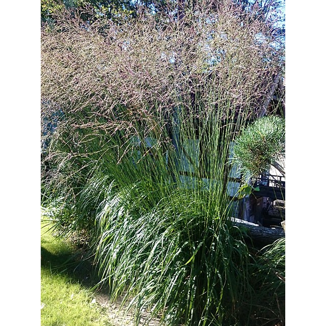 Tall moor grass