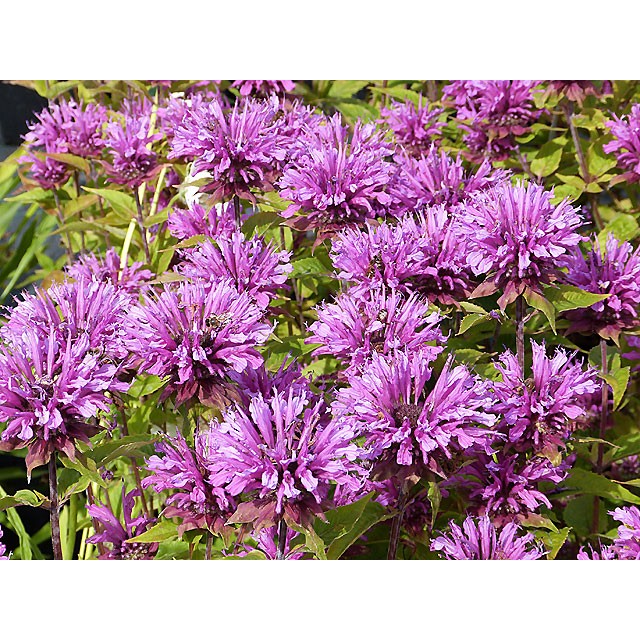 Bee balm, bergamot