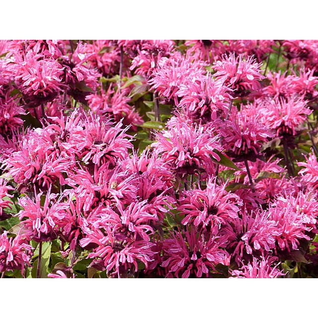 Bee balm, bergamot