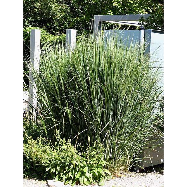 Switch grass
