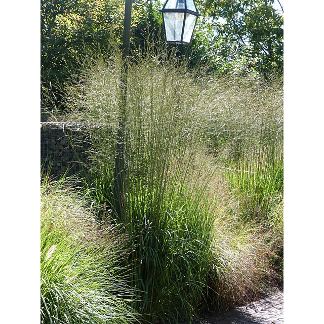 Tall moor grass