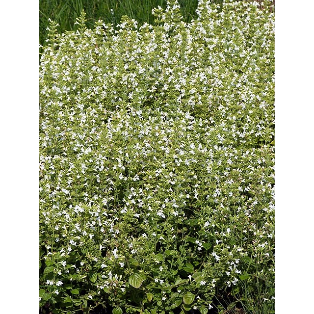 Lesser calamint