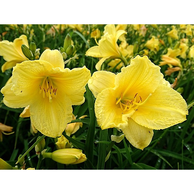 Daylily