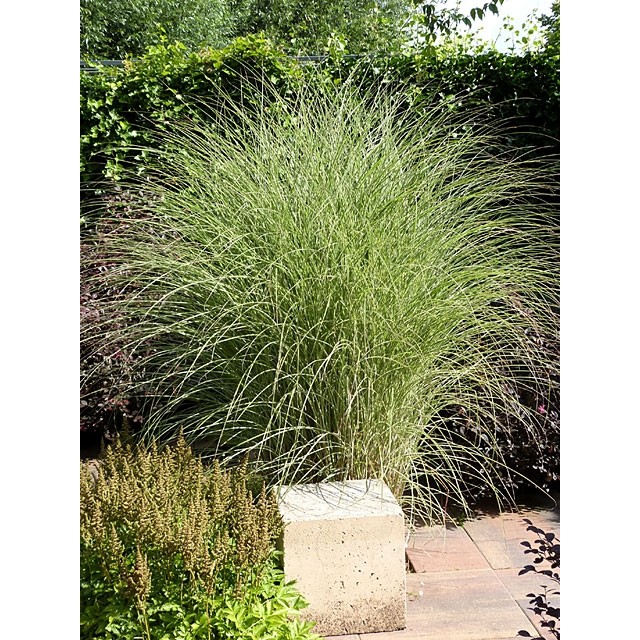 Maiden grass, Chinese silver grass