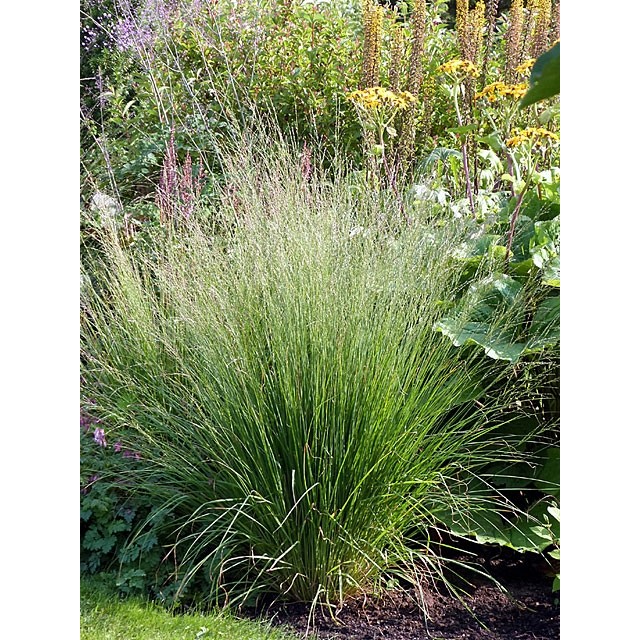 Purple moor grass