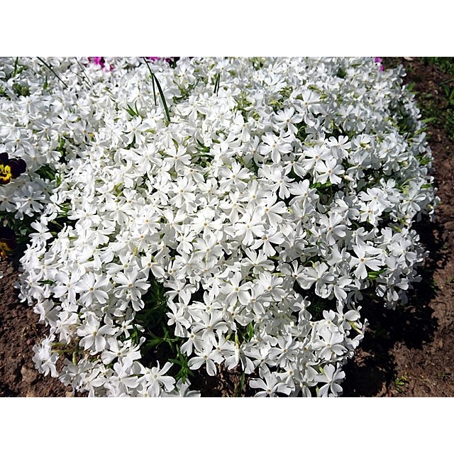 Creeping phlox