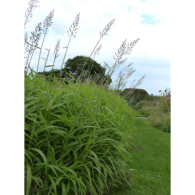 Frost grass