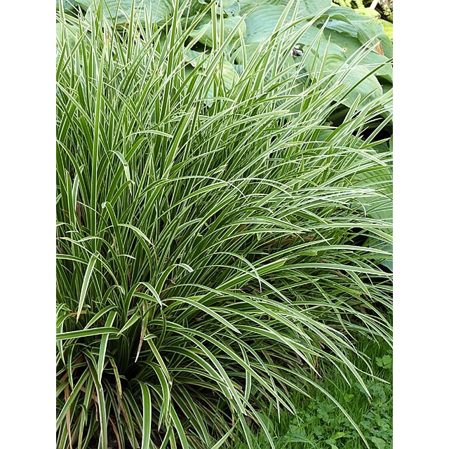 Variegated sedge