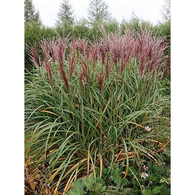 Maiden grass, Chinese silver grass