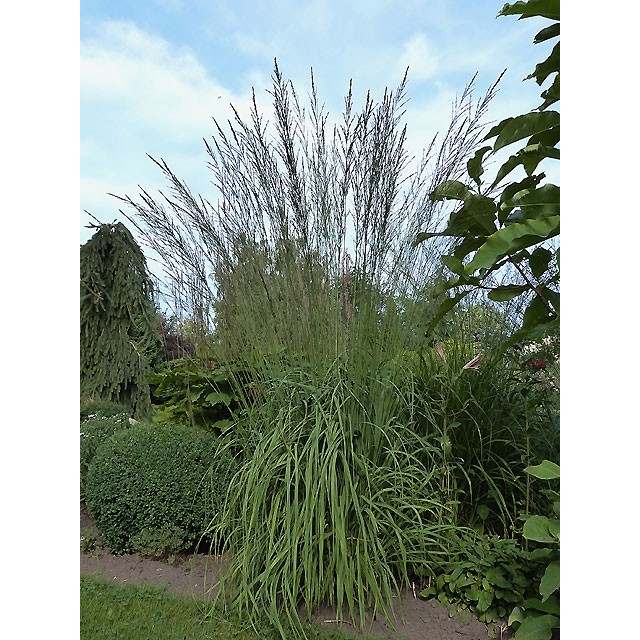 Tall moor grass
