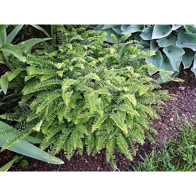 Northern maidenhair fern