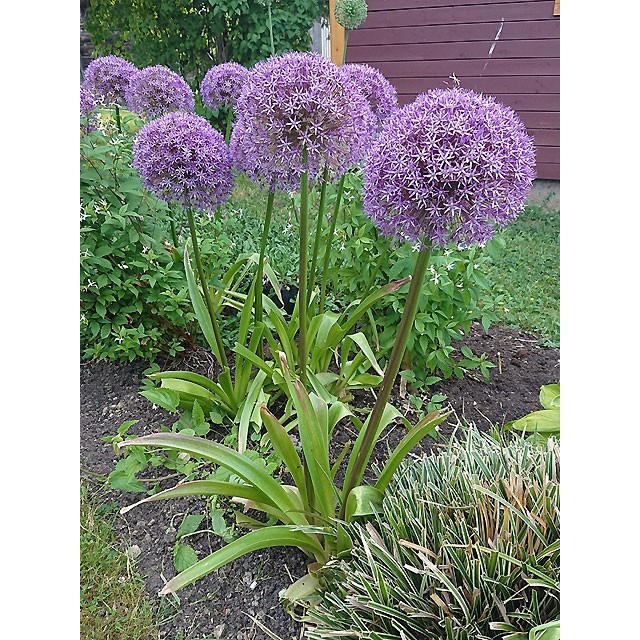 Ornamental Onion