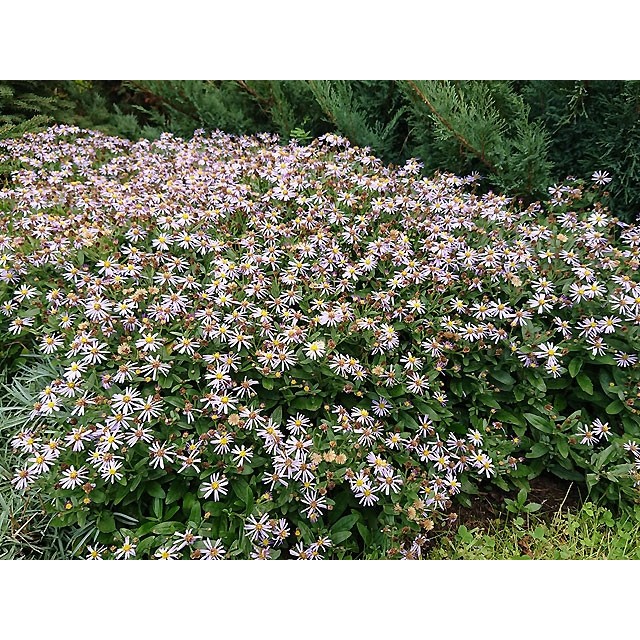 Dwarf Japanese aster