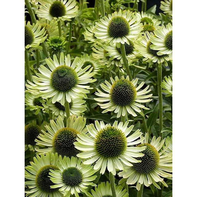 Coneflower