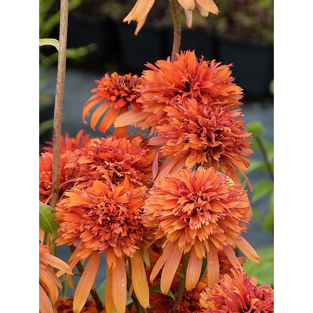 Coneflower