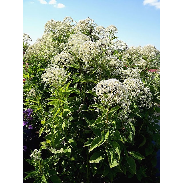 Joe pye weed