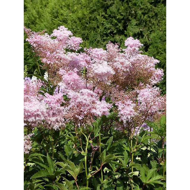 Meadowsweet