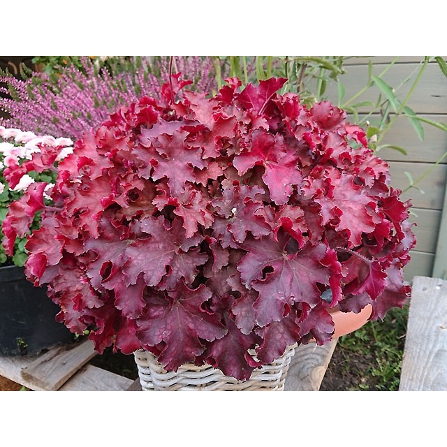 Coral bells