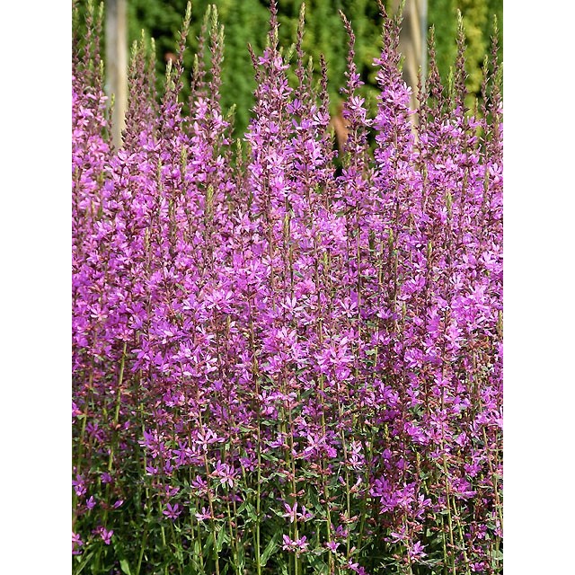 Loosestrife