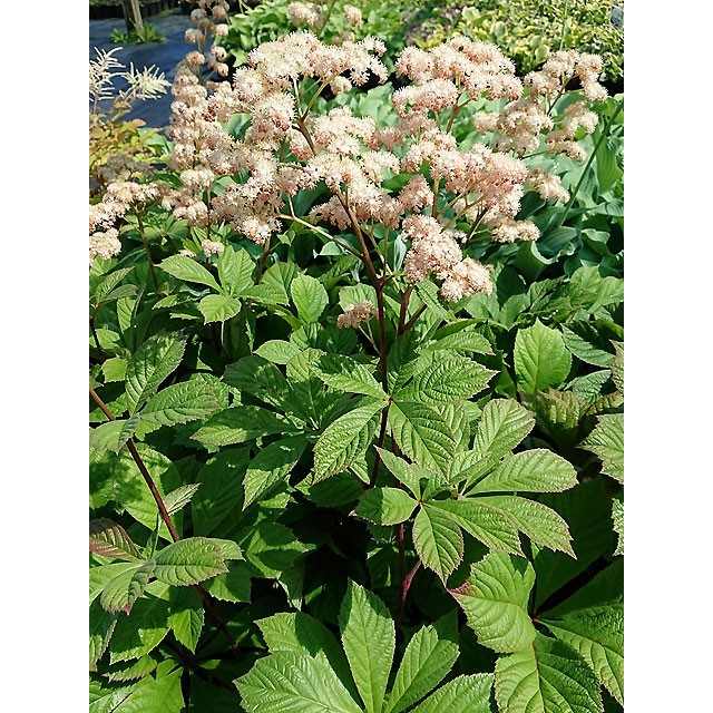 Rodgersia