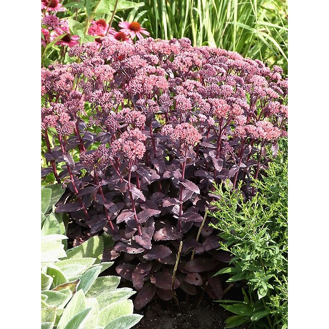 Stonecrop
