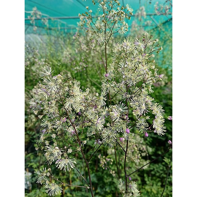 Meadow rue