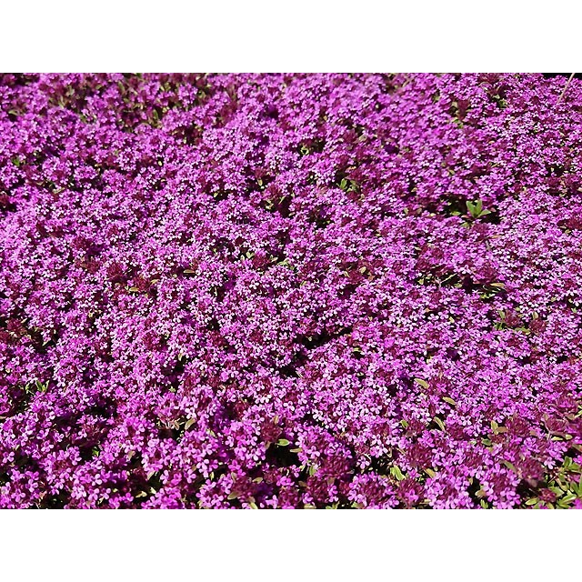 Red creeping thyme