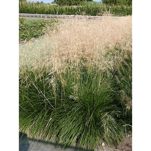 Tufted Hair Grass