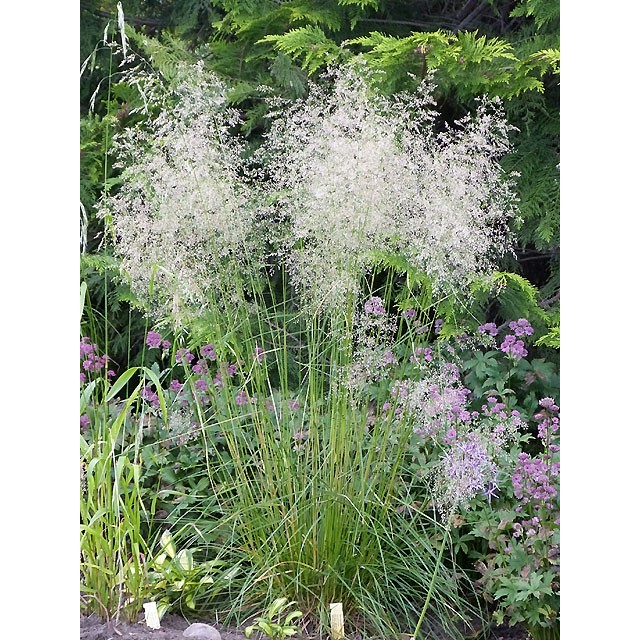 Tufted Hair Grass