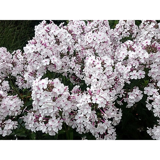 Garden phlox