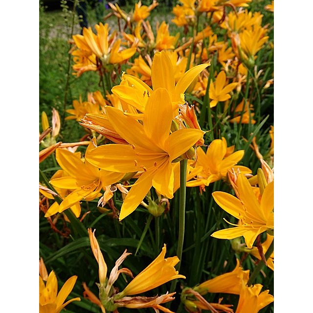 Amur daylily