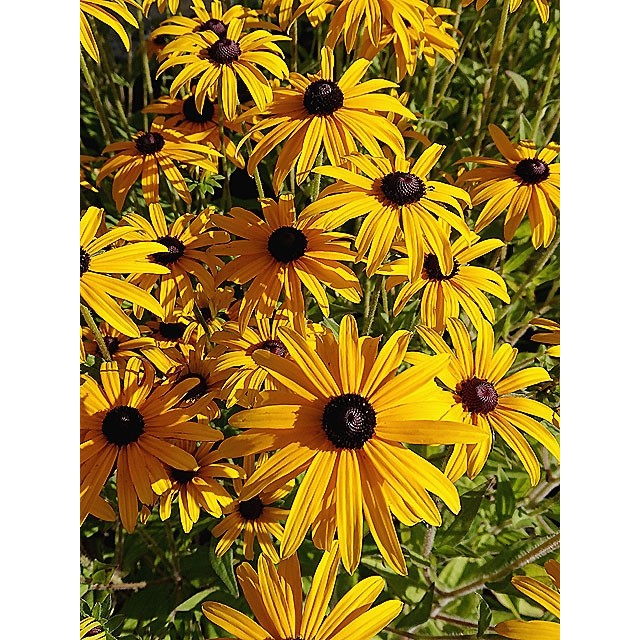 Black-eyed Susan, Orange coneflower