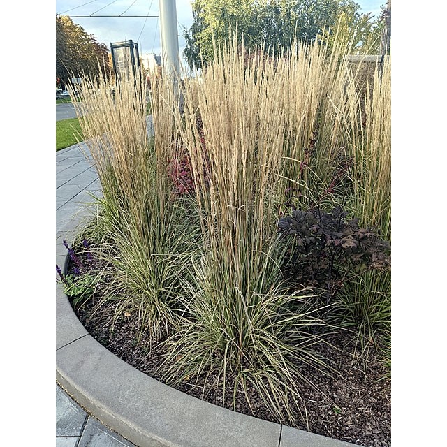Feather reed grass