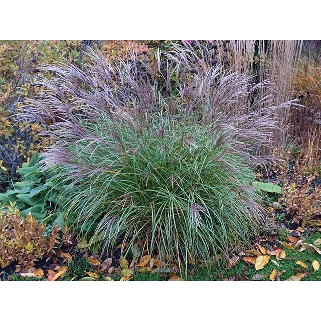 Maiden grass, Chinese silver grass